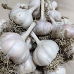 꼭지제거 깐마늘  1kg 경북고령  햇마늘 : 풋마늘 은희농장