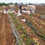 두들리 대관령 쫀득이 햇감자 알감자 : 두들리농장