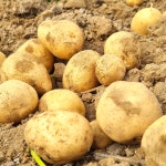 2025년 수미 햇감자 카스테라 홍감자 못난이 알감자 : 다다farm