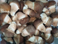 [원탑] 산지직송 직접 수확 맛있는 참송이버섯 실속형 500g,1kg : 원탑농원 참송이버섯