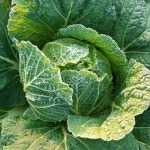 다진김치 2kg부터 슬라이스 부대찌개용 볶음밥용 3cm : 만이식품