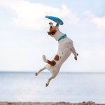 피치독 디스크 독토이 안전하고 내구성 좋은 굴리고 던지고 터그 훈련 기초놀이 강아지장난감 : 펫코앤코