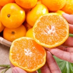제주연가 하우스감귤 2kg/3kg/5kg : 제주연가