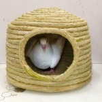 앵무새 산란 둥지 산란장 닭산란 알낳은 공간 집 장 : 미들페이지