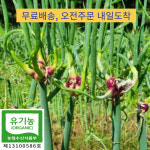 삼동대파(삼층파) 주아/씨앗 15개 : 농부의 장터