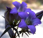 용담 토종꽃 노지월동 야생화 모종 다년초 식물 화분 키우기 : 청년모종