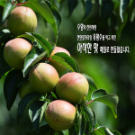 담근피클(매실장아찌) 3KG, 스타벅스와 커피빈이 선택한 수향농원 : 수향매실농원