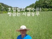 [하눅] 호밀가루 800g 국산100% 농림축산식품부인증 밀가루대체 글루텐프리 : 류한욱통호밀농장