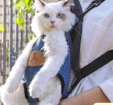 강아지 이동가방 반려견 애견 캐리어 기내용 고양이 슬링백 백팩 위고백 케이지 개가방 산책 : Medrar