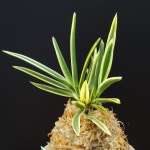 풍란 부귀란 신세계난농원/ 18 관악 冠岳 Kangaku : 신세계난농원