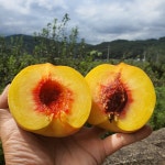 의성 임가네 농장, GAP 인증 부드러운복숭아 복숭아 선물용 3kg, 4kg : 임가네 농장
