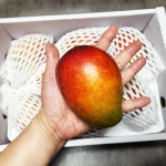 제주연가 애플망고 2kg/3kg : 제주연가