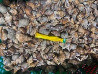 자연산 진도 삐뚜리 소라 고동 삐투리 개소라 삐뚤이 피뚜리 피뚤이 업소용 도매 벌크 10kg : 진도 오일장
