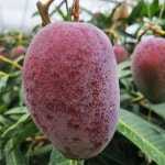 제주연가 애플망고 2kg/3kg : 제주연가