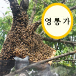 영롱가 (벌 봉침 벌침 봉독) 꿀벌 70~80마리 : 영롱가