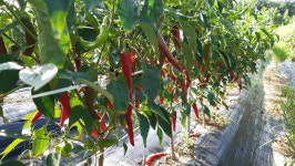 25년 햇 청결 청양고춧가루(아주 매운 맛 3중 세척 한약재배) 5근(2.5kg) : 명지농장