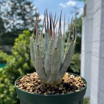 아가베 우타헨시스 에보리스피나 Agave utahensis eborispina : 해질녘 플랜츠
