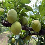 추희 가을자두 5kg 가정용 의성옥자두 새콤달콤 산지직송 : 우제과일농장