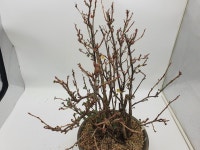 까마귀밥나무(열매 달림) 화분 분재나무 정원수 인테리어식물 : 토종식물농장