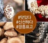 국내산 장흥 참나무 표고 버섯 분말 가루 500g : 산책길 스토어