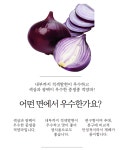 [권농종묘] 아까다마2호 적양파 씨앗_500립 : 현대농약종묘사