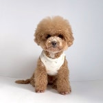 오가닉 애니멀 조끼 / 강아지옷 사계절 저자극  조끼 실내복 : 모멘토프