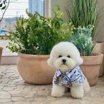 마린 스트라이프 죠스 아일랜드 강아지셔츠 2Color 슈에르떼페로 2XL 봄 여름 : 꼴레트멍멍 스토어