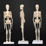 해골모형 척추 45cm 병원 근육 인체뼈 골격 할로윈소품 해부도 해부학 전신 교육용 장식 : 보하일구매대행