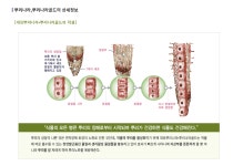 [대유] 뿌리나라골드_300ml : 현대농약종묘사