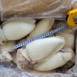업소용 인도네시아 베트남 냉동 손질 갑오징어 5kg 10kg 통 갑 오징어 생물 도매 : 민씨푸드