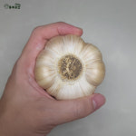 홍산마늘 홍성 햇마늘 씨마늘 한접 저장 단구 주아 1대종 소, 10kg, 1개 : 홍주곳간