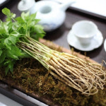 새싹삼 새싹인삼 미니 소 중 대 50뿌리 100뿌리 선물세트 : 로컬느루