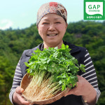 초록채움 새싹삼 100뿌리 선물세트 GAP인증 수경재배 스마트팜 업소용 진안고원 새싹삼 : 진안고원몰