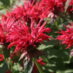 모나르다 벨가못 레드 [2포트부터] 수레박하 비밤 여름 화단꽃 야생화 모종 허브 : 화유일기꽃모종농장