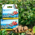 25년통영욕지도 퍽퍽한 햇 밤고구마 3kg/바스락농원 : 욕지도텃밭 고구마