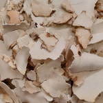 엄지왕 국산 백복령 350g 미산약초농장 진한향 귀한야생 흰솥풍령 자연그대로 : 건강백서 리뷰999