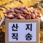 해남 세척 꿀 고구마 베니하루카 호박고구마 5kg 10kg : 오렌지씨