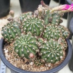 화은옥 선인장 분홍꽃 만발하는 희귀 다육식물 86-110 : 코리아쇼핑.