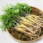 엄마의농장 유황 새싹삼 미니-대 50뿌리 100뿌리 : 양심보감