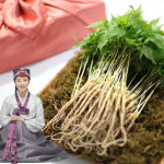 엄마의농장 유황 새싹삼 미니-대 50뿌리 100뿌리 : 양심보감