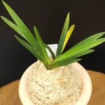 풍란 부귀란 신세계난농원/ 51 건국 建國 Kenkoku : 신세계난농원