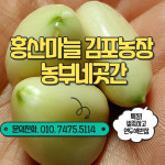 홍산마늘 종자 식용 씨마늘 홍산 육쪽 마늘 종구 씨 햇마늘 통마늘 반접 한접 : 농부네곳간