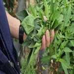 산들가 원기2호 고춧잎 환 고추잎 정 1통 : 아람송이