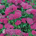 [한국원예종묘] 조팝나무 - 네온플레시(Neon Flash) (3치포트묘) 묘목 : 한국원예종묘 농업회사법인