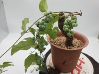 댕댕이(열매 달림)덩굴 정원에 심기 좋은 화분 울타리목 인테리어식물 선물하기 좋은 분재 : 토종식물농장