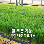 월주문 농장직영 친환경 밀싹 새싹보리 샐러리 케일 곱슬케일 컬리케일 밀순 보리싹 : 대관령청정농원