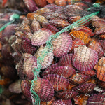 통영 제철 비단 홍가리비 1kg 국내산 세척 조개구이 : 땡큐파머스