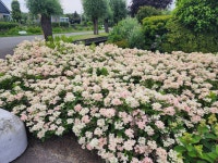 목수국 폴스타 p9 향수국 나무수국 : 에버그린농원