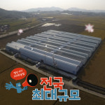 산지직송 도담 표고버섯 특품[화고], 상품[동고] 500g : 농업회사법인 도담