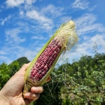 정선사위 농장에서 바로 딴 쫀득쫀득 강원도 정선 미백 옥수수 산지직송 : 정선사위